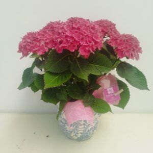 Hortensia M con maceta "Classic"