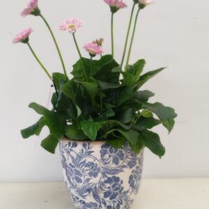Planta de Gerbera con maceta "Classic"